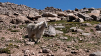 Mountain Goat at Mount Evans Summit
