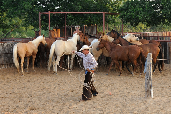 Thomas roping