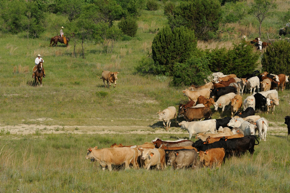 The roundup of the herd begins