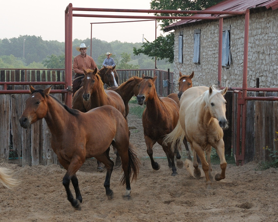 Bringing in the horses