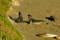 Seals playing