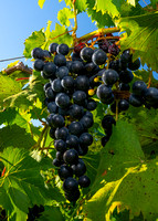 Butler Vineyards Harvest 2021