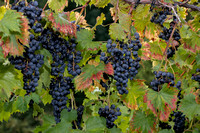 Chambourcin Grape Harvest 2022