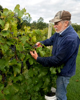 Chambourcin Grape Harvest 2022