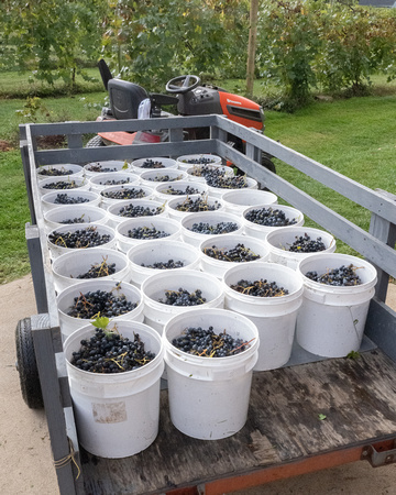 Chambourcin Grape Harvest 2022