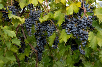 Chambourcin Grape Harvest 2022