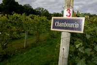 Chambourcin Grape Harvest 2022