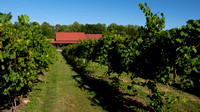 Butler Vineyards Harvest 2021