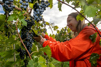 Chambourcin Grape Harvest 2022