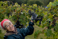 Chambourcin Grape Harvest 2022