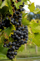 Chambourcin Grape Harvest 2022