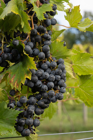 Chambourcin Grape Harvest 2022