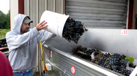 Chambourcin Grape Harvest 2022